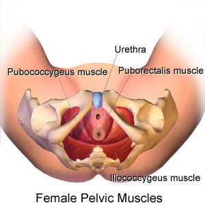 female pelvic muscles